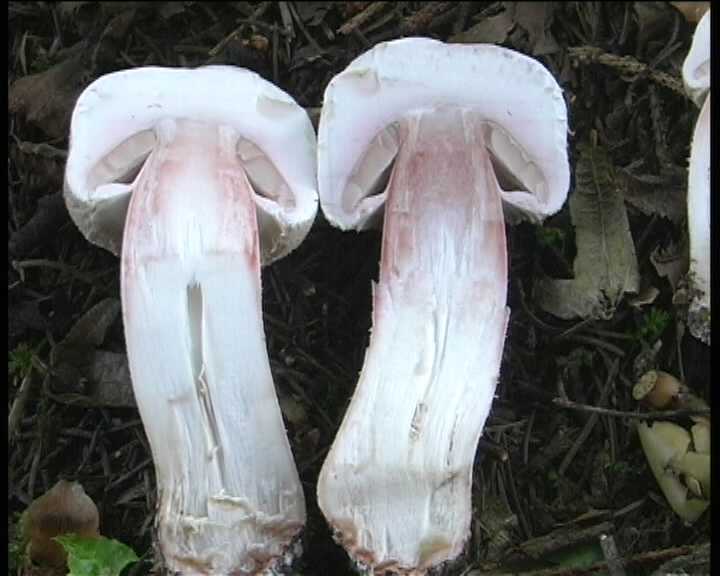 Agaricus benesii   (Pilat)  Singer